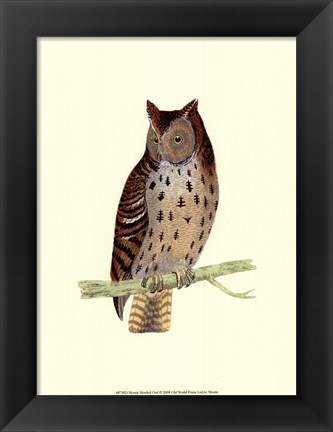 Framed Mottled Owl Print