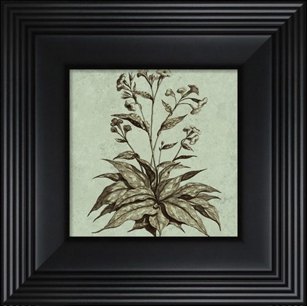 Framed Imperial Munting IV Print