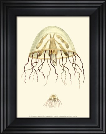 Framed Creatures of the Sea III Print