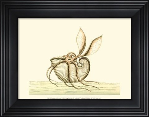 Framed Creatures of the Sea V Print