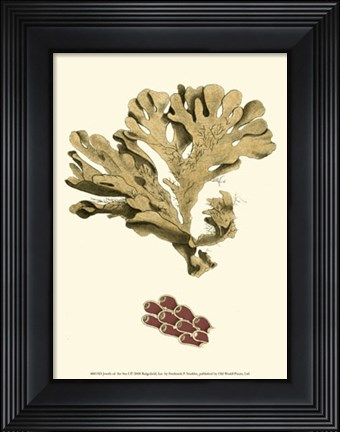 Framed Jewels of the Sea I Print