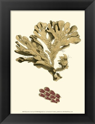 Framed Jewels of the Sea I Print