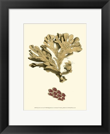 Framed Jewels of the Sea I Print