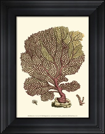 Framed Jewels of the Sea II Print