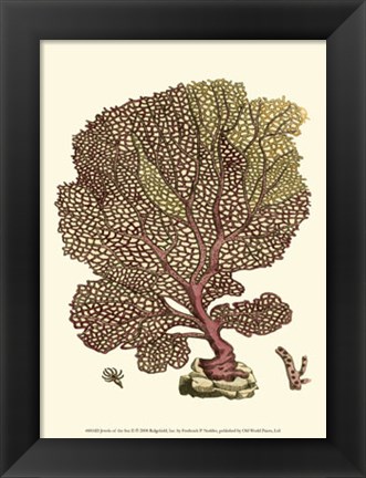 Framed Jewels of the Sea II Print