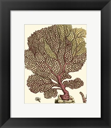 Framed Jewels of the Sea II Print