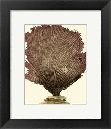 Framed Jewels of the Sea III Print