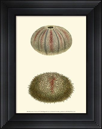 Framed Jewels of the Sea IV Print