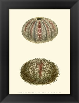 Framed Jewels of the Sea IV Print