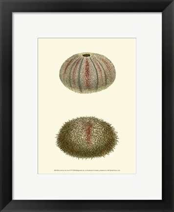 Framed Jewels of the Sea IV Print