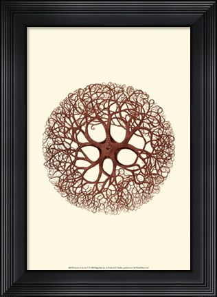 Framed Jewels of the Sea V Print