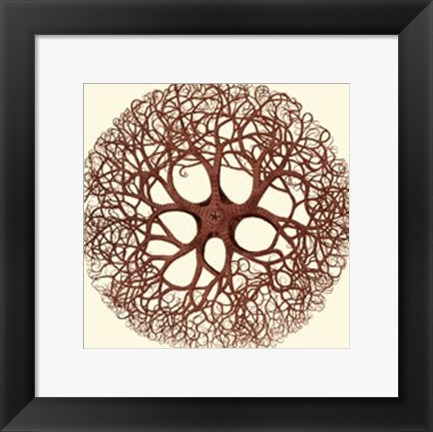 Framed Jewels of the Sea V Print