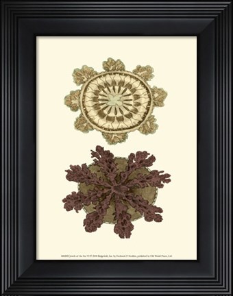 Framed Jewels of the Sea VI Print