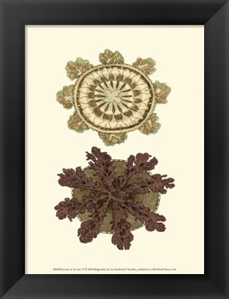 Framed Jewels of the Sea VI Print