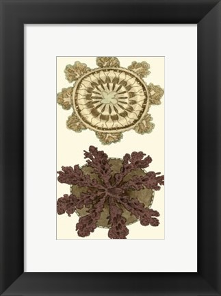 Framed Jewels of the Sea VI Print