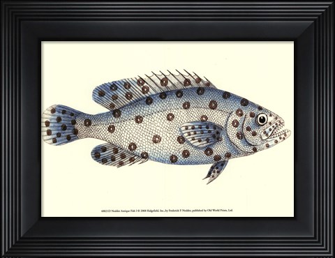 Framed Antique Fish I Print