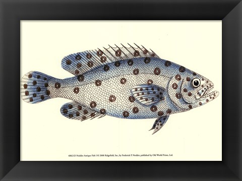 Framed Antique Fish I Print