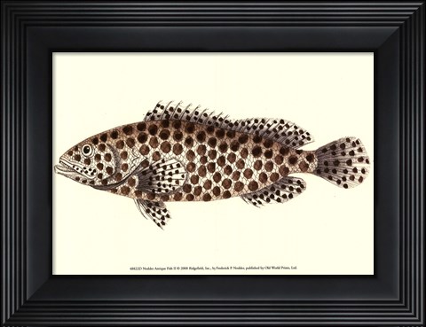 Framed Antique Fish II Print