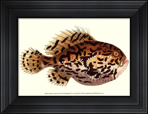 Framed Antique Fish III Print