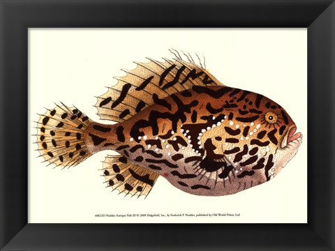 Framed Antique Fish III Print