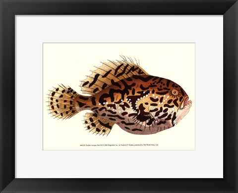 Framed Antique Fish III Print