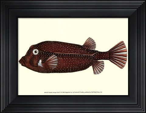 Framed Antique Fish IV Print