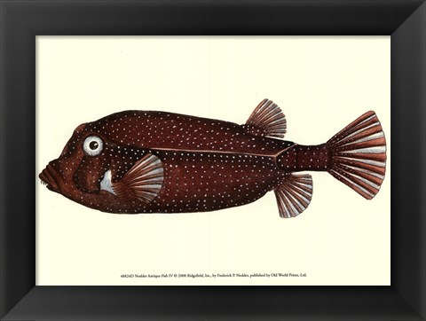 Framed Antique Fish IV Print