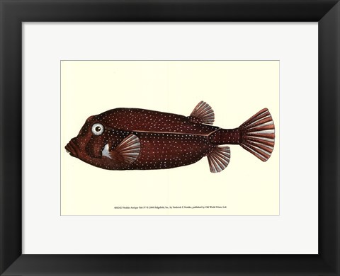 Framed Antique Fish IV Print