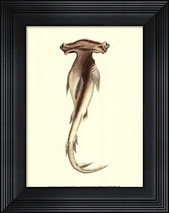 Framed Shark Tale I Print