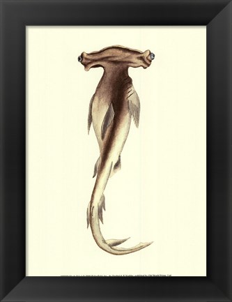 Framed Shark Tale I Print