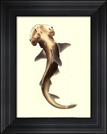 Framed Shark Tale II Print