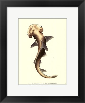 Framed Shark Tale II Print