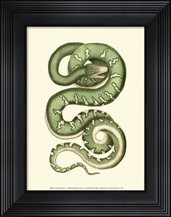 Framed Vibrant Snake I Print