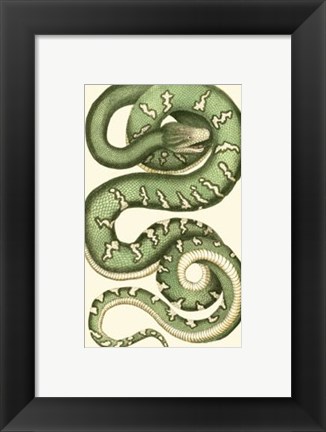 Framed Vibrant Snake I Print
