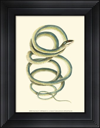 Framed Vibrant Snake II Print