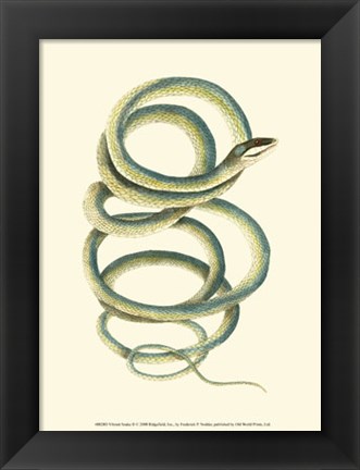 Framed Vibrant Snake II Print