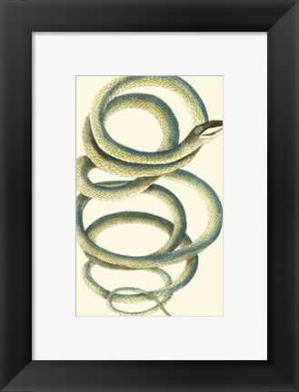 Framed Vibrant Snake II Print