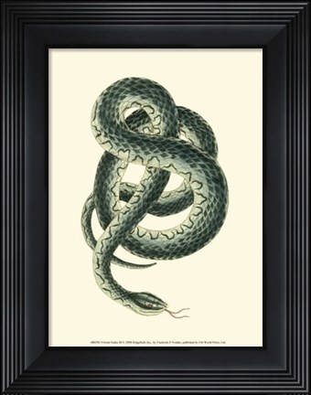 Framed Vibrant Snake III Print