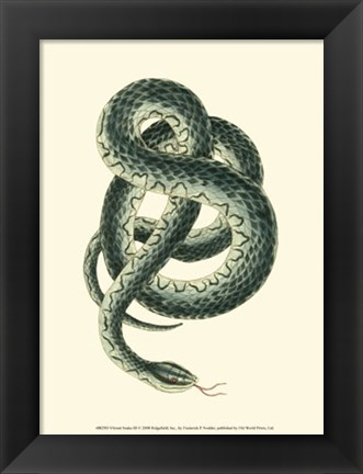 Framed Vibrant Snake III Print