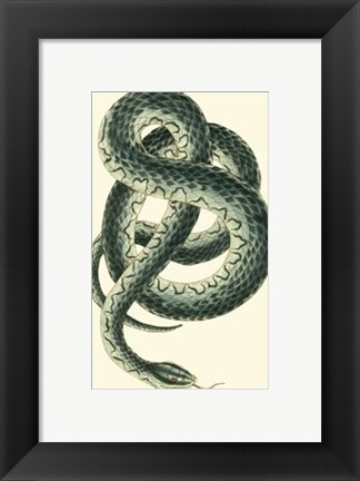 Framed Vibrant Snake III Print