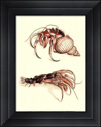 Framed Hermit Crabs I Print