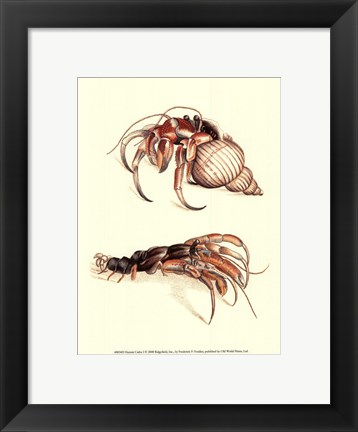 Framed Hermit Crabs I Print