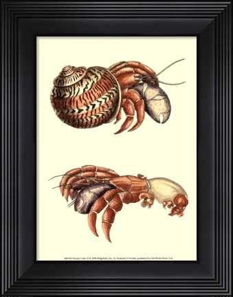 Framed Hermit Crabs II Print