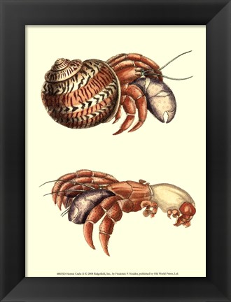 Framed Hermit Crabs II Print