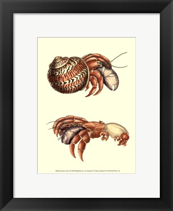 Framed Hermit Crabs II Print