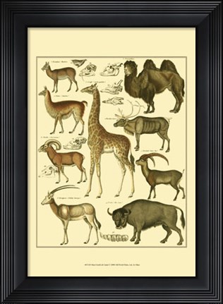 Framed Giraffe &amp; Camel Print