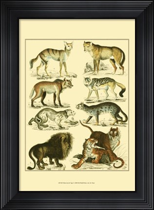Framed Lion &amp; Tiger Print