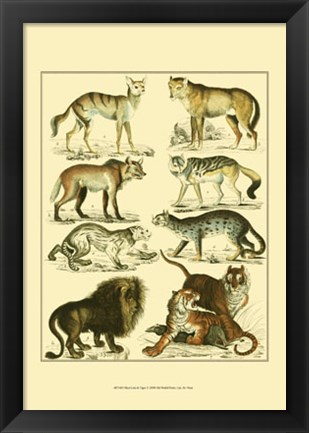 Framed Lion &amp; Tiger Print
