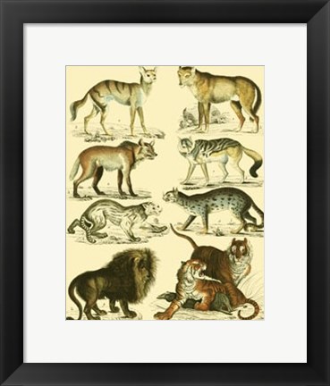 Framed Lion &amp; Tiger Print