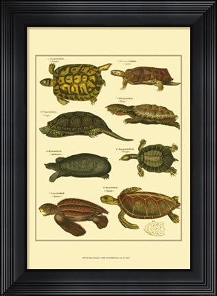 Framed Tortoise Print